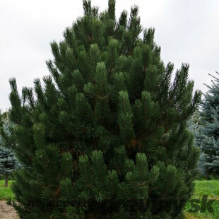 Borovica pyrenejská, výška 20/50 cm, v črepníku Pinus uncinata