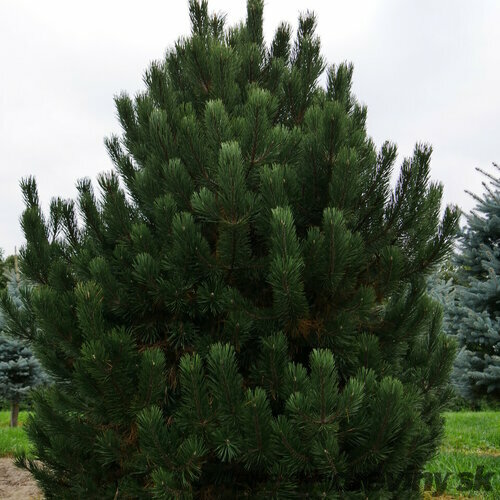 Borovica pyrenejská, výška 20/50 cm, v črepníku Pinus uncinata