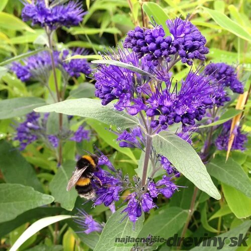 Bradavec klandonský KEW BLUE 80/120 cm v črepníku 10l Caryopteris clandonensis