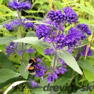 Bradavec klandonský KEW BLUE 80/120 cm v črepníku 10l Caryopteris clandonensis