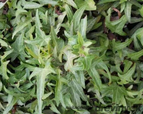 Brečtan popínavý Sagittifolia 50/70 cm, v črepníku 2l Hedera helix ‘Sagittifolia‘