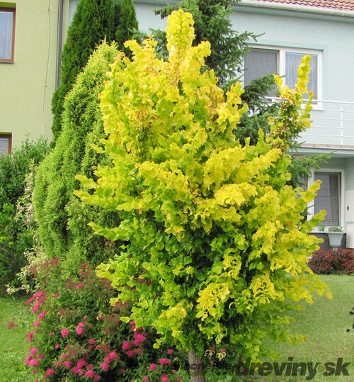 Brest holandský Wredei 160/200 cm v kvetináči Ulmus hollandica Wredei