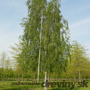 Breza previsnutá Pendula, výška 160/180 cm, v črepníku Betula pendula