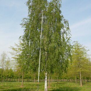 Breza previsnutá Pendula, výška 160/180 cm, v črepníku Betula pendula