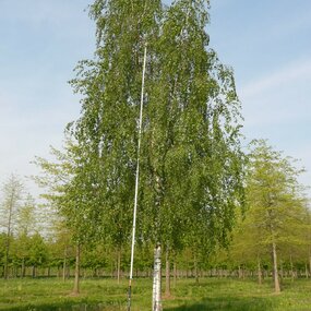 Breza previsnutá Pendula, výška 160/180 cm, v črepníku Betula pendula