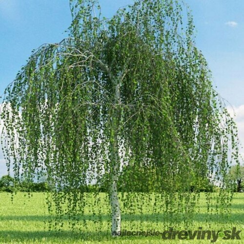 Breza previsnutá Pendula, výška 190/210 cm, v črepníku Betula pendula