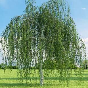 Breza previsnutá Pendula, výška 190/210 cm, v črepníku Betula pendula