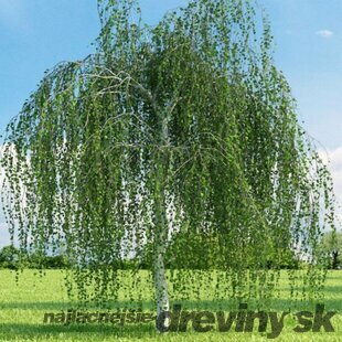 Breza previsnutá Pendula, výška 190/210 cm, v črepníku Betula pendula