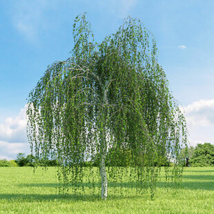 Breza previsnutá Pendula, výška 230/260 cm, v črepníku 15l Betula pendula