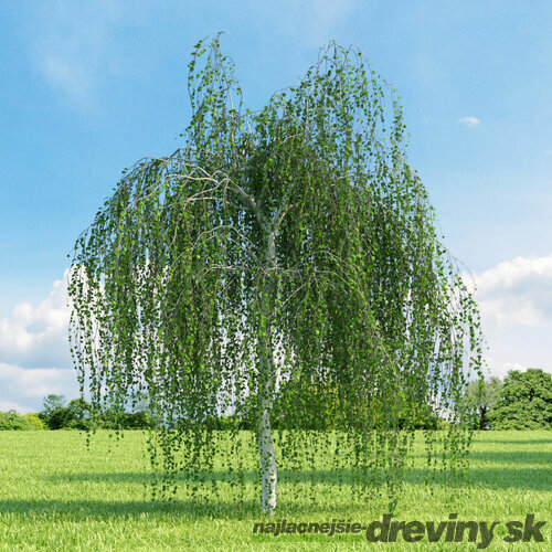 Breza previsnutá Pendula, výška 230/260 cm, v črepníku 15l Betula pendula