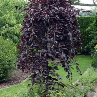 Breza previsnutá purpurová, 150/200 cm, v črepníku Betula pendula purpurea