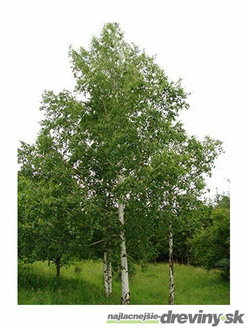 Breza previsnutá výška 400+ cm, obvod kmienka 14/16 cm, v črepníku 65l Betula pendula