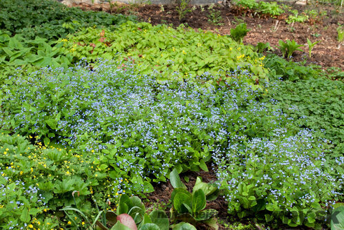 Brunera velkolistá, v črepníku Brunnera macrophylla