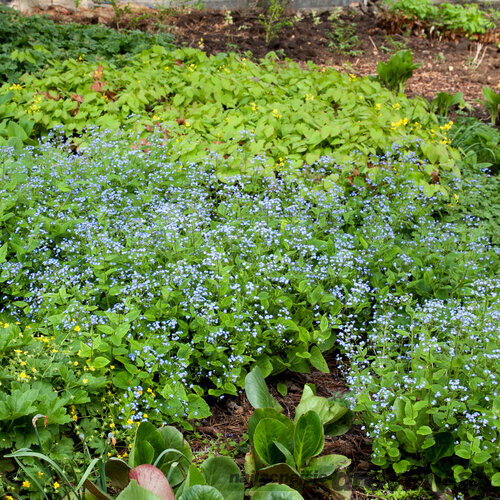 Brunera velkolistá, v črepníku Brunnera macrophylla