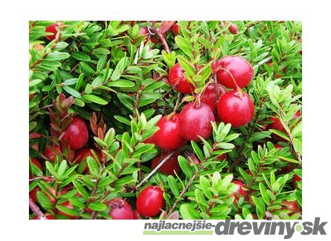 Brusnica veľkoplodá ´CRANBERRY´, výška 30/50 cm, v črepníku Vaccinium macrocarpon