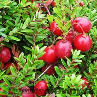 Brusnica veľkoplodá ´CRANBERRY´, výška 30/50 cm, v črepníku Vaccinium macrocarpon