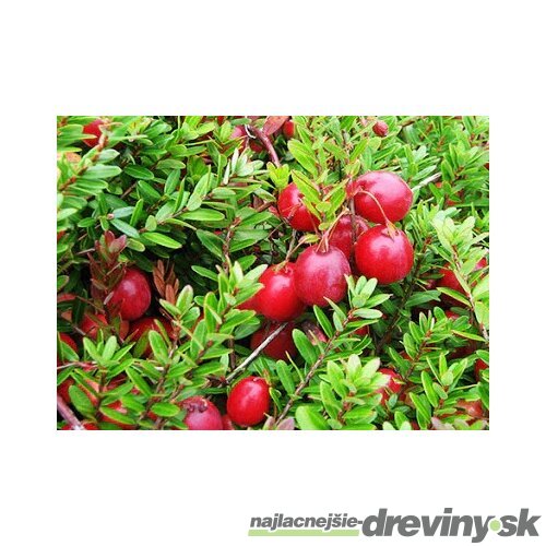 Brusnica veľkoplodá ´CRANBERRY´, výška 30/50 cm, v črepníku Vaccinium macrocarpon