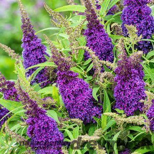 Budleja dávidova Butterfly Candy Little Purple , výška 20/40 cm, v črepníku Buddleja davidii Butterfly Candy Little Purple