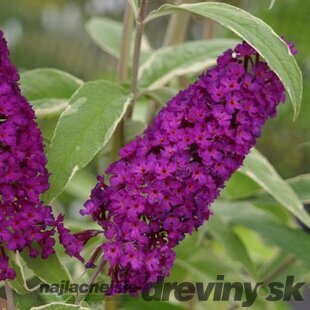 Budleja Davidova Harlekýn 40/60 cm, v črepníku Buddleia davidii Harlequin