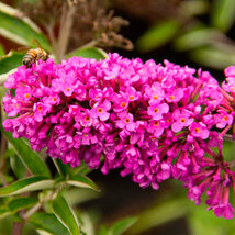 Budleja Davidova Pink Delight 20/40 cm, v črepníku Buddleja davidii Pink Delight