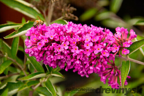 Budleja Davidova Pink Delight 20/40 cm, v črepníku Buddleja davidii Pink Delight