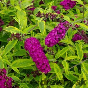 Budleja Davidova “Santana“, výška 25/+ cm, v črepníku 2l Buddleja davidii Santana