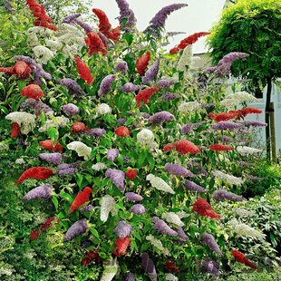 Budleja Dávidova Tricolor - mix 3 farieb v jednom, výška 20/40 cm, v kvetináči 2l Buddleja davidii Tricolor