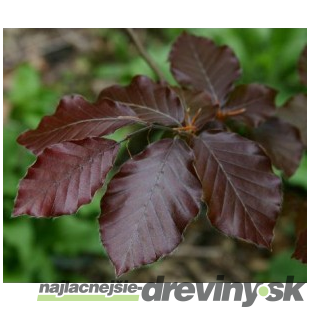 Buk Atropunicea 60/70 cm, v črepníku Fagus sylvatica Atropunicea