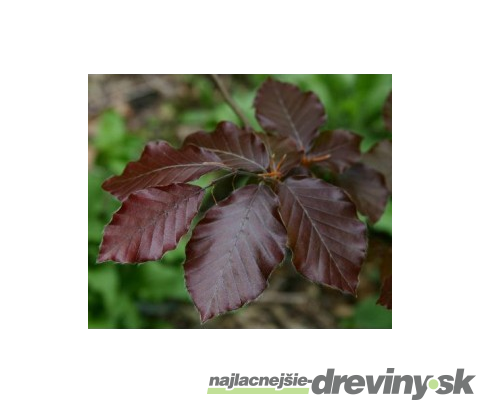 Buk Atropunicea 60/70 cm, v črepníku Fagus sylvatica Atropunicea