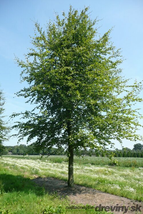 Buk lesný, 125/150 cm, v črepníku Fagus sylvatica