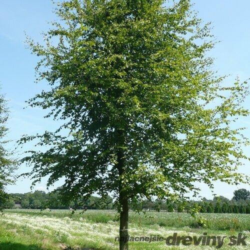 Buk lesný, 125/150 cm, v črepníku Fagus sylvatica