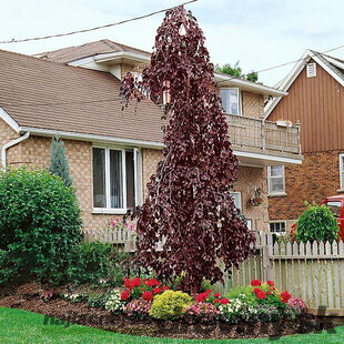 Buk Purple Fountain, výška 60/80 cm, v črepníku Fagus sylvatica Purple Fountain