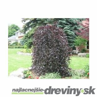 Buk Purpurea Pendula, výška 320/350 cm, obvod 12/14 cm, v črepníku Fagus Purpurea Pendula