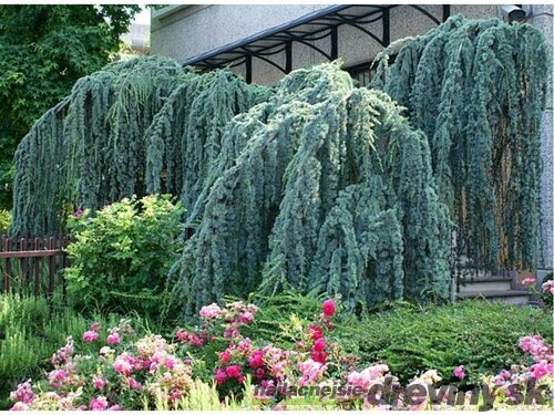 Céder Atlantský Glauca pendula, výška 350/400 cm, obvod 30/40 cm, v črepníku 100l Cedrus atlantica glauca pendula