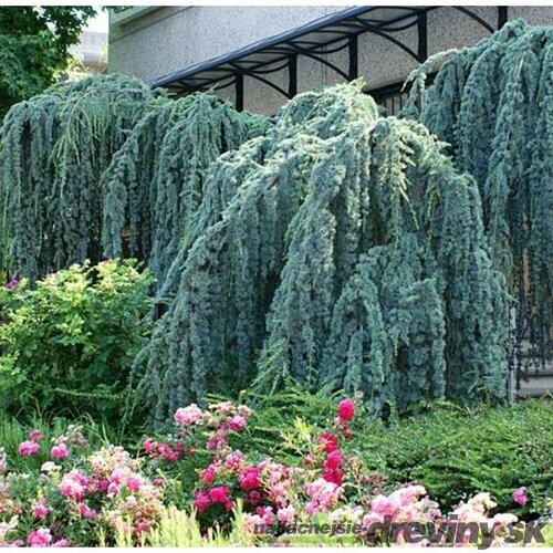 Céder Atlantský Glauca pendula, výška 350/400 cm, obvod 30/40 cm, v črepníku 100l Cedrus atlantica glauca pendula