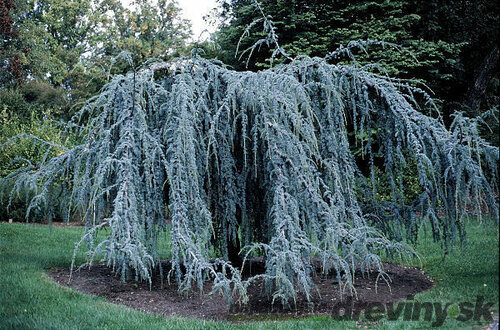 Céder Atlantský glauca previsnutý 200/250 cm Cedrus atlantica glauca pendula