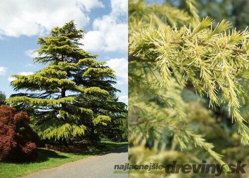 Céder himalájsky Aurea 180/200 cm, v črepníku Cedrus deodara Aurea