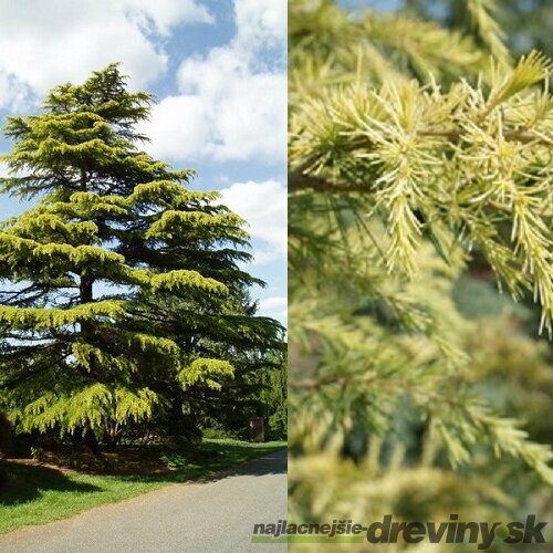 Céder himalájsky Aurea 180/200 cm, v črepníku Cedrus deodara Aurea