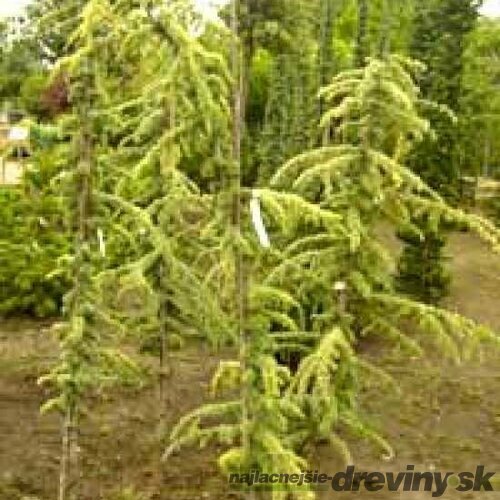 Céder himalájsky Aurea 180/200 cm, v črepníku Cedrus deodara Aurea