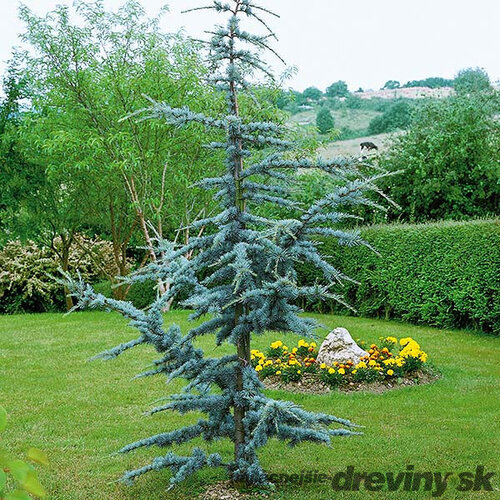 Céder libanonský Fstigiata 90/120 cm , v črepníku 5l Cedrus libani