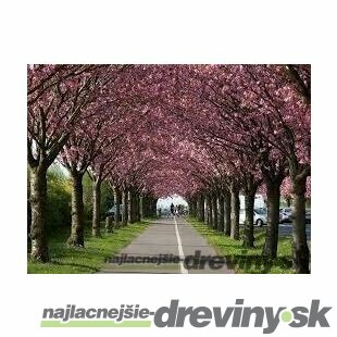 Čerešňa pílkatá Royal burgundy (sakura), výška 80/100 cm, v črepníku 5l Prunus serrulata Royal Burgundy