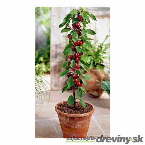 Čerešňa stĺpovitá Sylvia 60/80 cm v črepníku 3l Prunus avium Sylvia