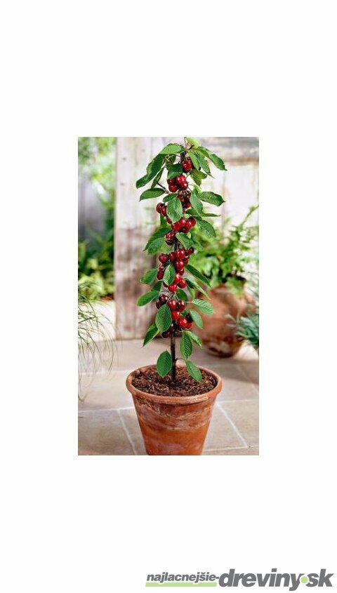 Čerešňa stĺpovitá Sylvia 60/80 cm v črepníku 3l Prunus avium Sylvia