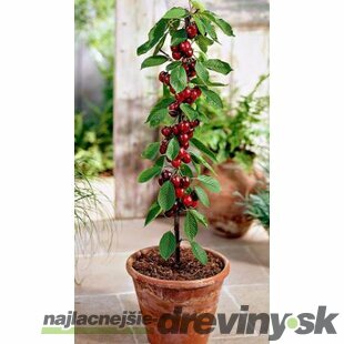 Čerešňa stĺpovitá Sylvia 60/80 cm v črepníku 3l Prunus avium Sylvia