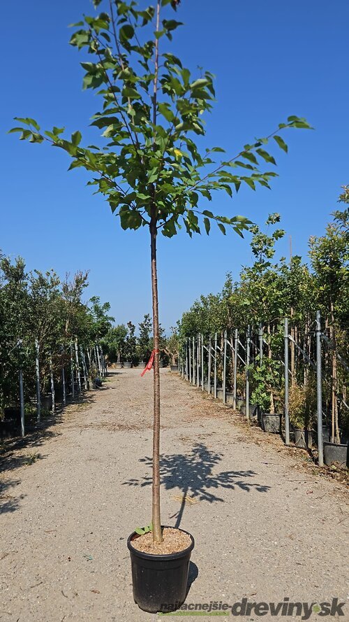 Čerešňa vtáčia, obvod 12/14 cm, v črepníku 30l Prunus avium