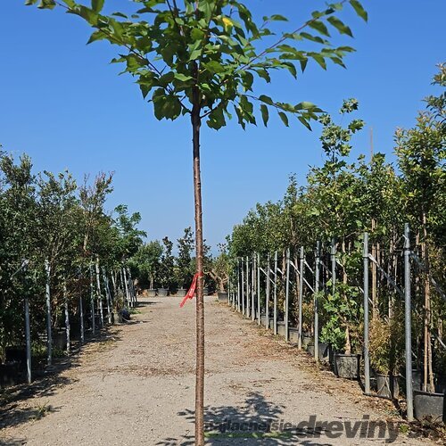 Čerešňa vtáčia, obvod 12/14 cm, v črepníku 30l Prunus avium