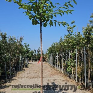 Čerešňa vtáčia, obvod 12/14 cm, v črepníku 30l Prunus avium