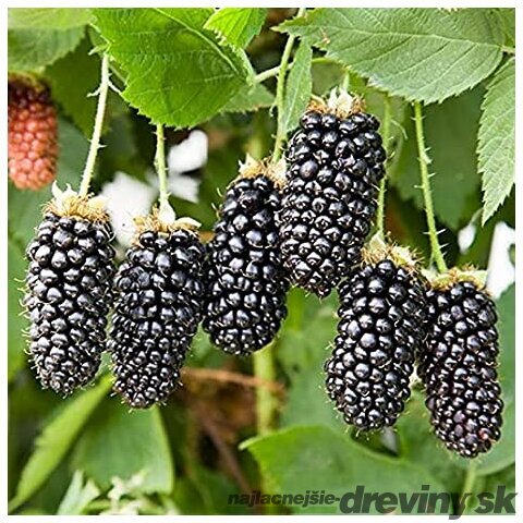 Černica beztŕňová Chester, v črepníku P11 Rubus fruticosus Chester