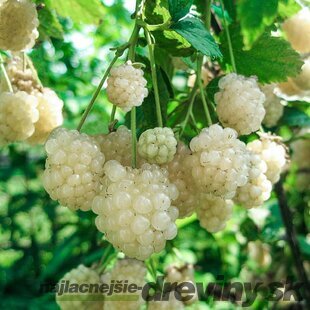 Černica beztŕňová Polar, v črepníku P11 Rubus fruticosus Polar