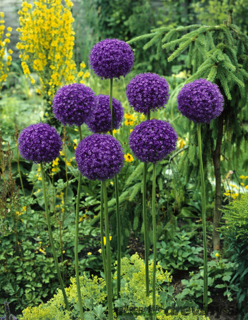 Cesnak obrovský - okrasný, v črepníku 2l Allium giganteum